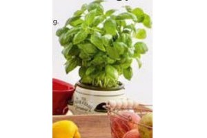 kruidenpot
