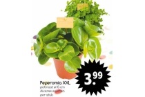 peperomia xxl