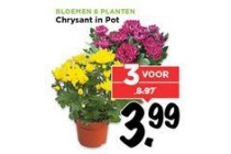 chrysant in pot