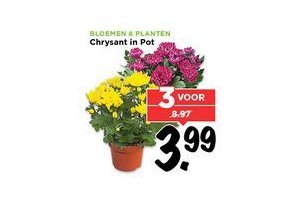 chrysant in pot