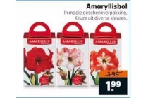 amaryllisbol