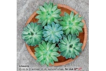 echeveria