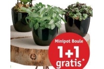 minipot boule