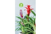 diverse bromelia s