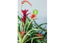 bromelia guzmania