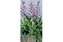 kokerbromelia aechmea blue rain