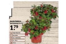 gaultheria