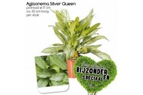 aglaonema silver queen