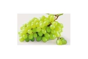 witte druiven