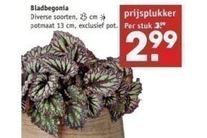 bladbegonia