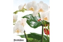 orchidee