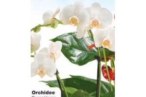 orchidee