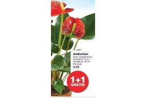 anthurium