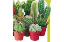 diverse cactussen