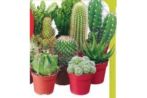 diverse cactussen