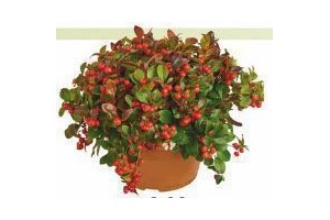 gaultheria procumbens