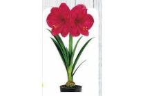 amaryllis