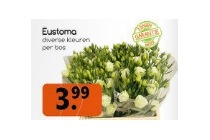 eustoma