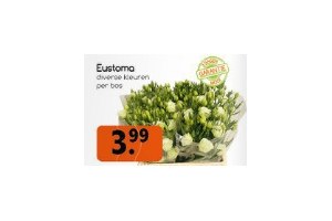 eustoma