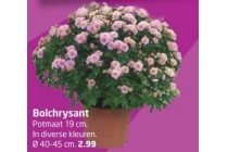 bolchrysant