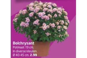 bolchrysant