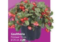 gaultheria