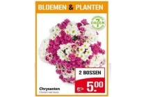 coop chrysanten