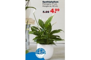 spathiphyllum