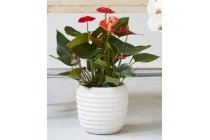 anthurium