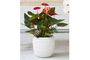 anthurium