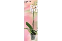 orchidee 2 tak