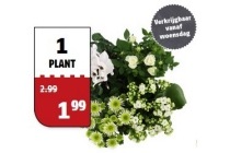 witte planten