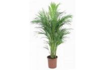 areca palm