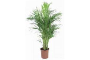 areca palm