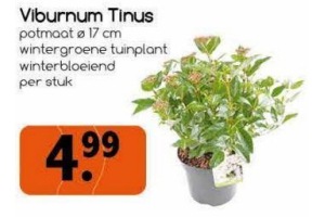 viburnum tinus