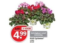 plus cyclamen