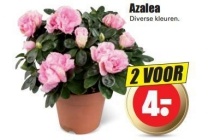 azalea