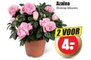 azalea