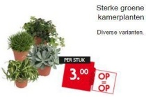 sterke groene kamerplanten