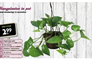 hangplanten in pot