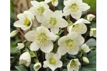 kerstroos helleborus