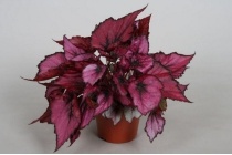 bladbegonia