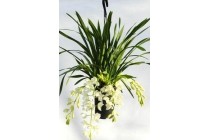 cymbidium ice cascade