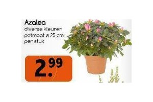 azalea