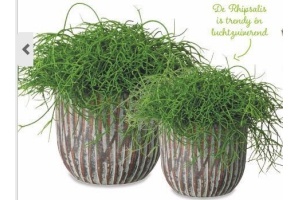 rhipsalis