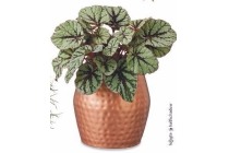 bladbegonia