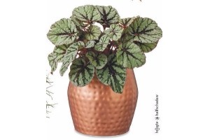 bladbegonia