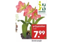 bloembol amaryllis