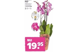 phalaenopsis duetto