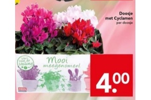 doosje met cyclamen